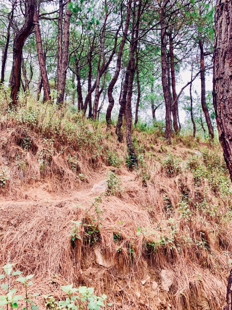 印度india 達蘭薩拉 dharamshala exploing探險 印度india 達蘭薩拉 dharamshala exploing探險