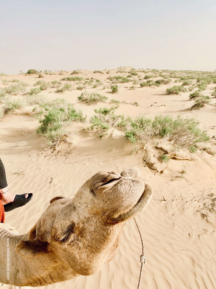 印度 india 賈莎梅爾 jaisalmer 東京宮殿 tokyo palace 沙漠駱駝行 camel safari 印度 india 賈莎梅爾 jaisalmer 東京宮殿 tokyo palace 沙漠駱駝行 camel safari