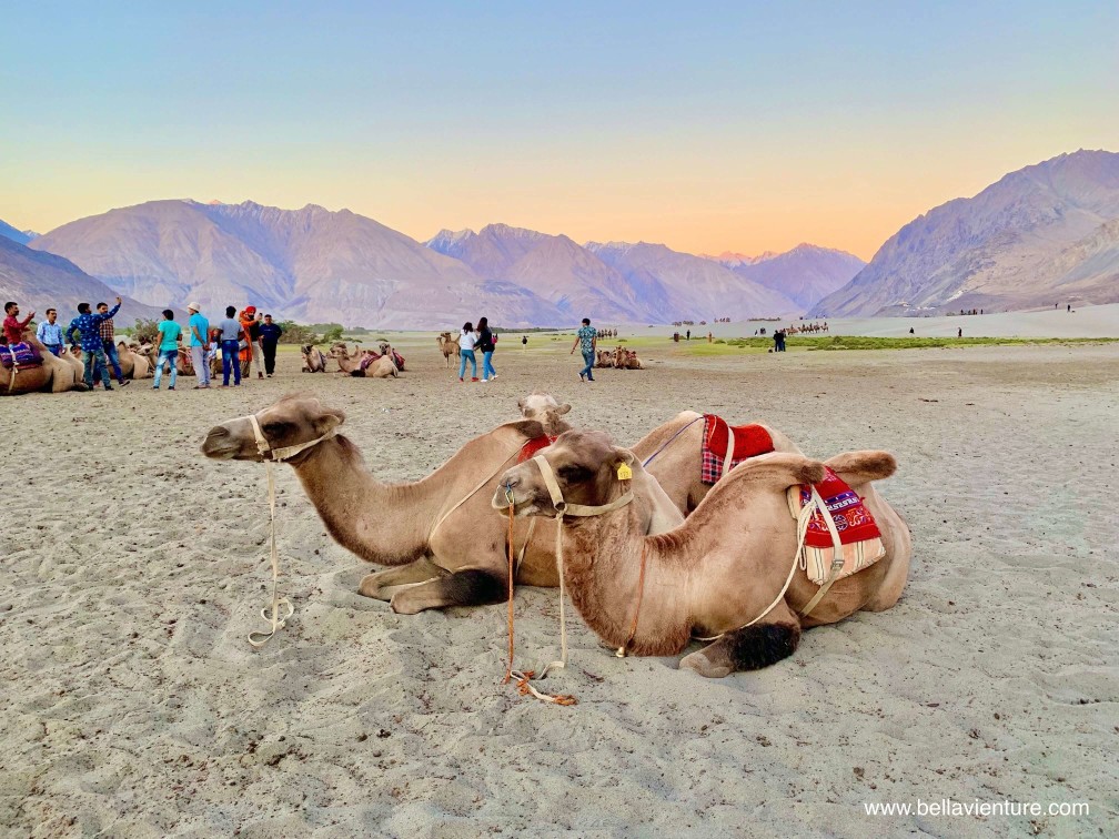 印度 India 北印度North india 喜馬拉雅 Himalayas 拉達克 Ladakh 列城 Leh 努布拉山谷 Nubra Valley Hundar沙丘 駱駝 camel 印度 India 北印度North india 喜馬拉雅 Himalayas 拉達克 Ladakh 列城 Leh 努布拉山谷 Nubra Valley Hundar沙丘 駱駝 camel