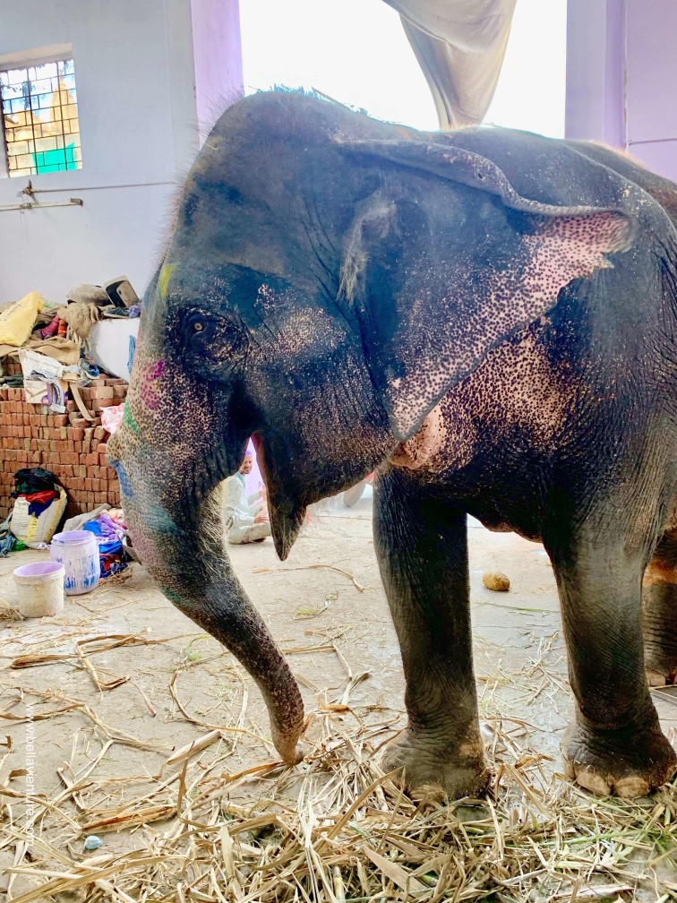 印度 india 齋浦爾 jaipur 大象之家 elephant house 印度 india 齋浦爾 jaipur 大象之家 elephant house