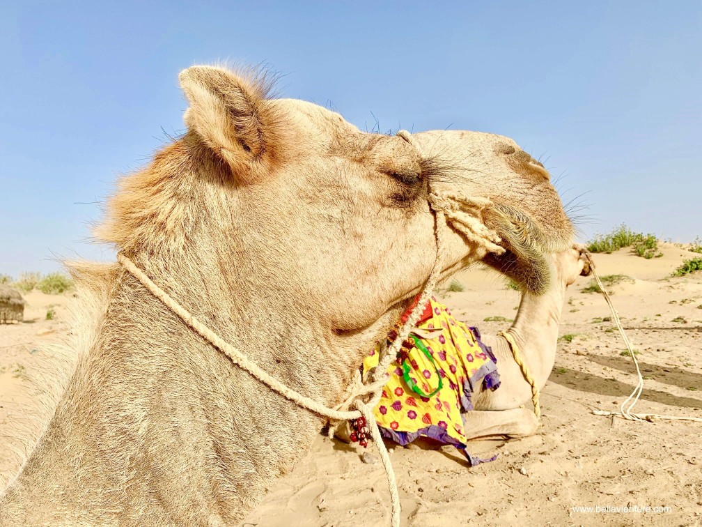 印度 india 賈莎梅爾 jaisalmer 沙漠 desert 駱駝 camel safari 日出 sunrise 印度 india 賈莎梅爾 jaisalmer 沙漠 desert 駱駝 camel safari 日出 sunrise