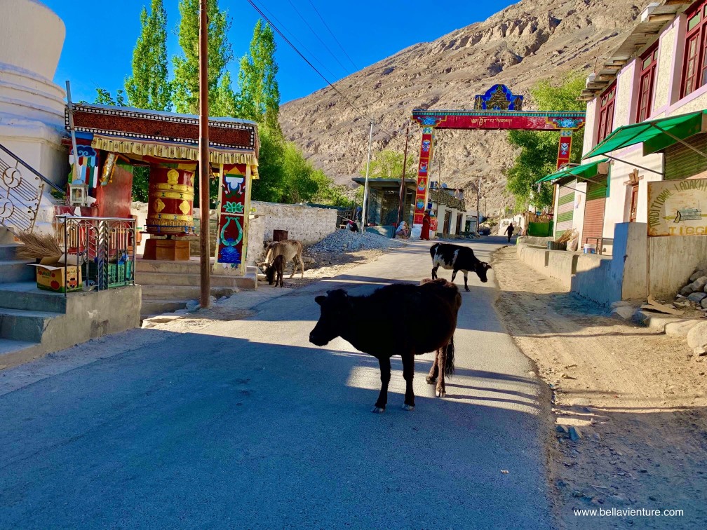 印度 India 北印度North india 喜馬拉雅 Himalayas 拉達克 Ladakh 列城 Leh 努布拉山谷 Nubra Valley 印度 India 北印度North india 喜馬拉雅 Himalayas 拉達克 Ladakh 列城 Leh 努布拉山谷 Nubra Valley