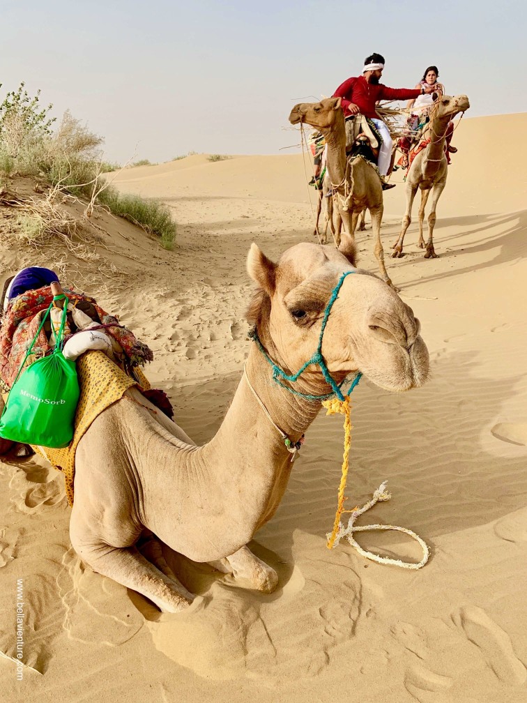 印度 india 賈莎梅爾 jaisalmer 東京宮殿 tokyo palace 沙漠駱駝行 camel safari 印度 india 賈莎梅爾 jaisalmer 東京宮殿 tokyo palace 沙漠駱駝行 camel safari