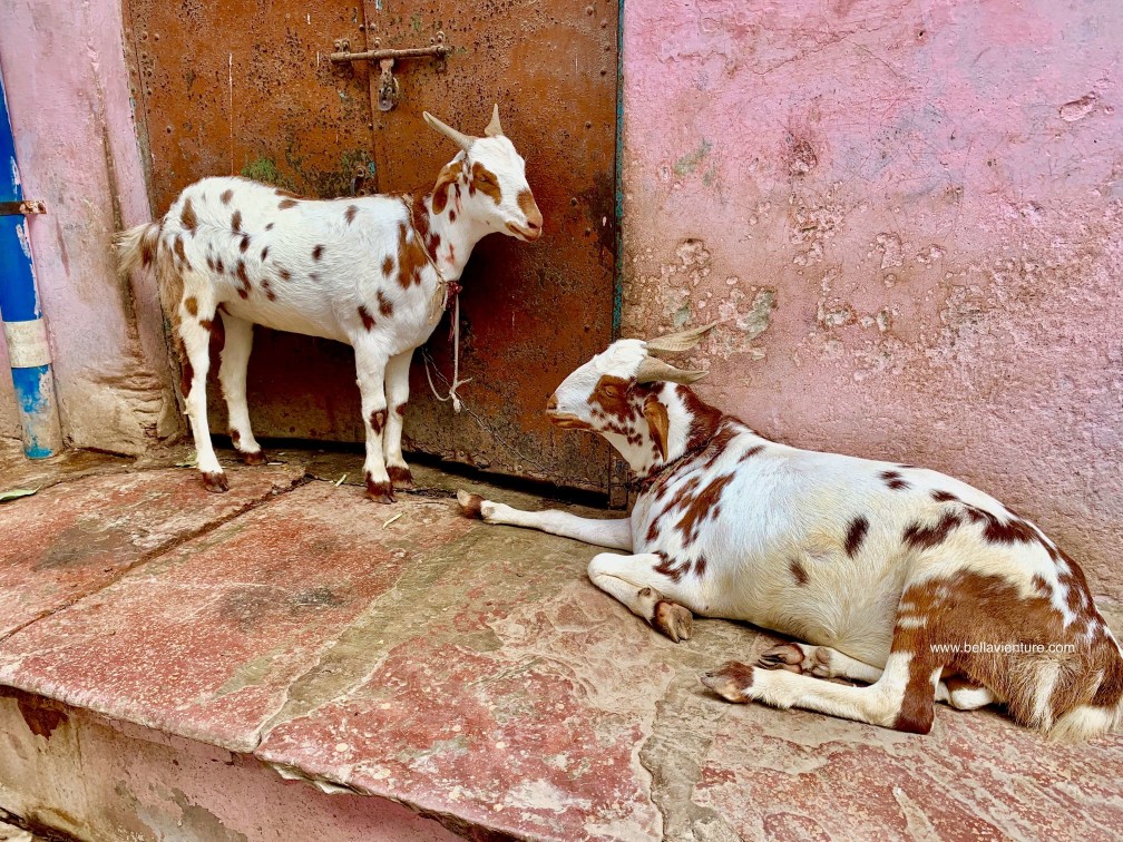 印度 India 阿格拉 Agra 泰姬瑪哈陵 Taj Mal 羊Goat 印度 India 阿格拉 Agra 泰姬瑪哈陵 Taj Mal 羊Goat