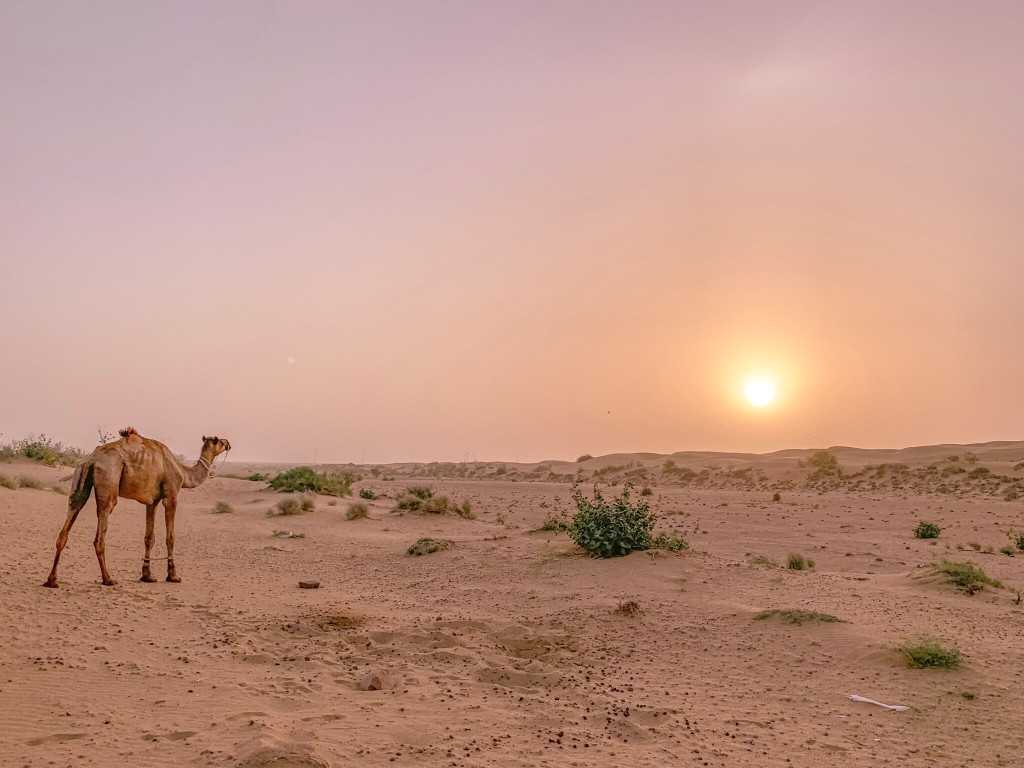 印度 india 賈莎梅爾 jaisalmer 沙漠 desert 駱駝 camel 日出 sunrise 印度 india 賈莎梅爾 jaisalmer 沙漠 desert 駱駝 camel 日出 sunrise