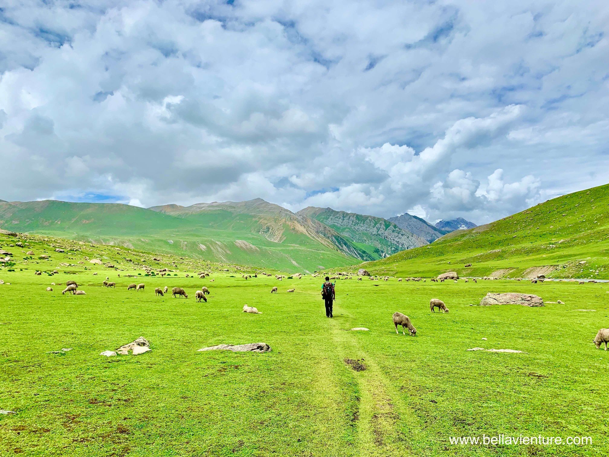 印度 India 北北印 North India 喀什米爾 Kashmir 八天七夜 健行 滿山谷的羊群 印度 India 北北印 North India 喀什米爾 Kashmir 八天七夜 健行 滿山谷的羊群