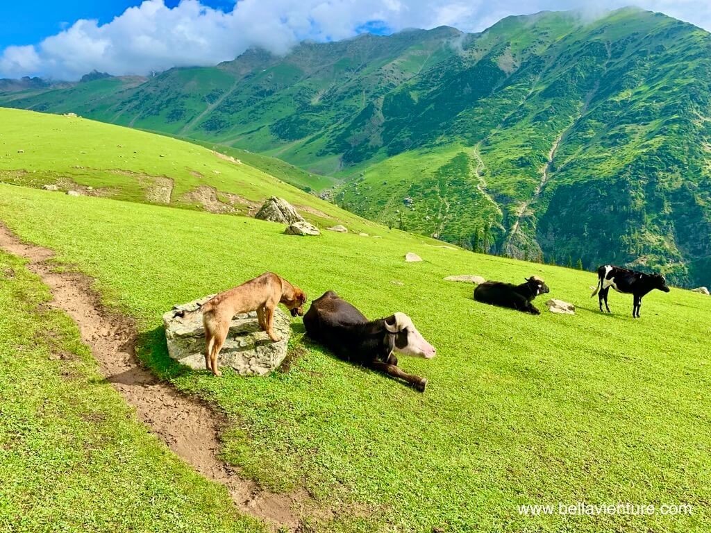 印度 India 喀什米爾 Kashmir 大湖健行 Great lake trekking 狗與牛 印度 India 喀什米爾 Kashmir 大湖健行 Great lake trekking 狗與牛