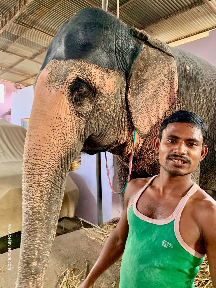 印度 india 齋浦爾 jaipur 大象之家 elephant house 印度 india 齋浦爾 jaipur 大象之家 elephant house