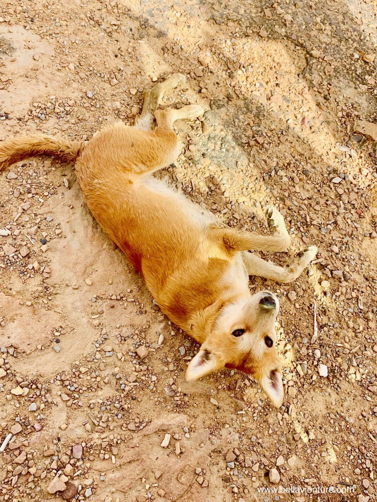 印度 india 賈莎梅爾Jaisalmer 金色城市golden city 皇家墓園 bada bag 印度 india 賈莎梅爾Jaisalmer 金色城市golden city 皇家墓園 bada bag