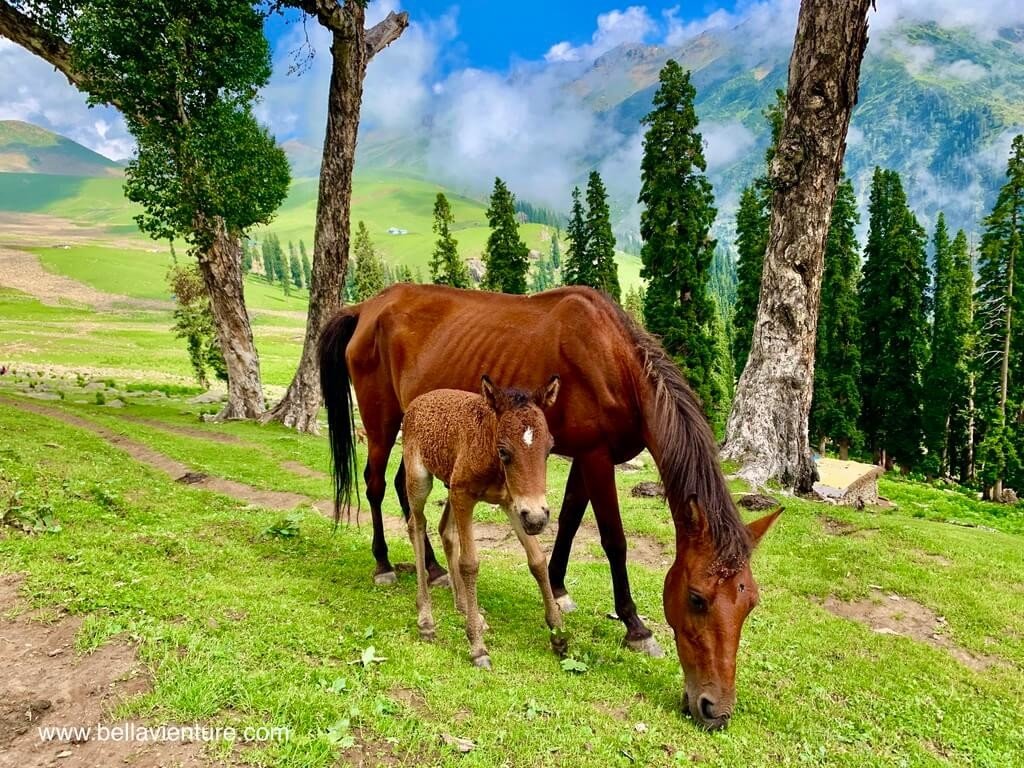 印度 India 喀什米爾 Kashmir 大湖健行 Great lake trekking 野放的馬兒 印度 India 喀什米爾 Kashmir 大湖健行 Great lake trekking 野放的馬兒