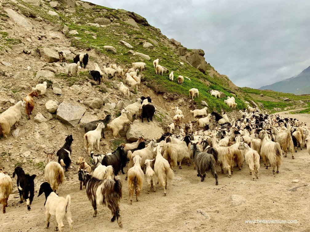 印度 India 北印度North india 馬納利 Manali 喜馬拉雅 Himalayas 斯碧提山谷 Spiti valley 公路旅行 road trip 印度 India 北印度North india 馬納利 Manali 喜馬拉雅 Himalayas 斯碧提山谷 Spiti valley 公路旅行 road trip