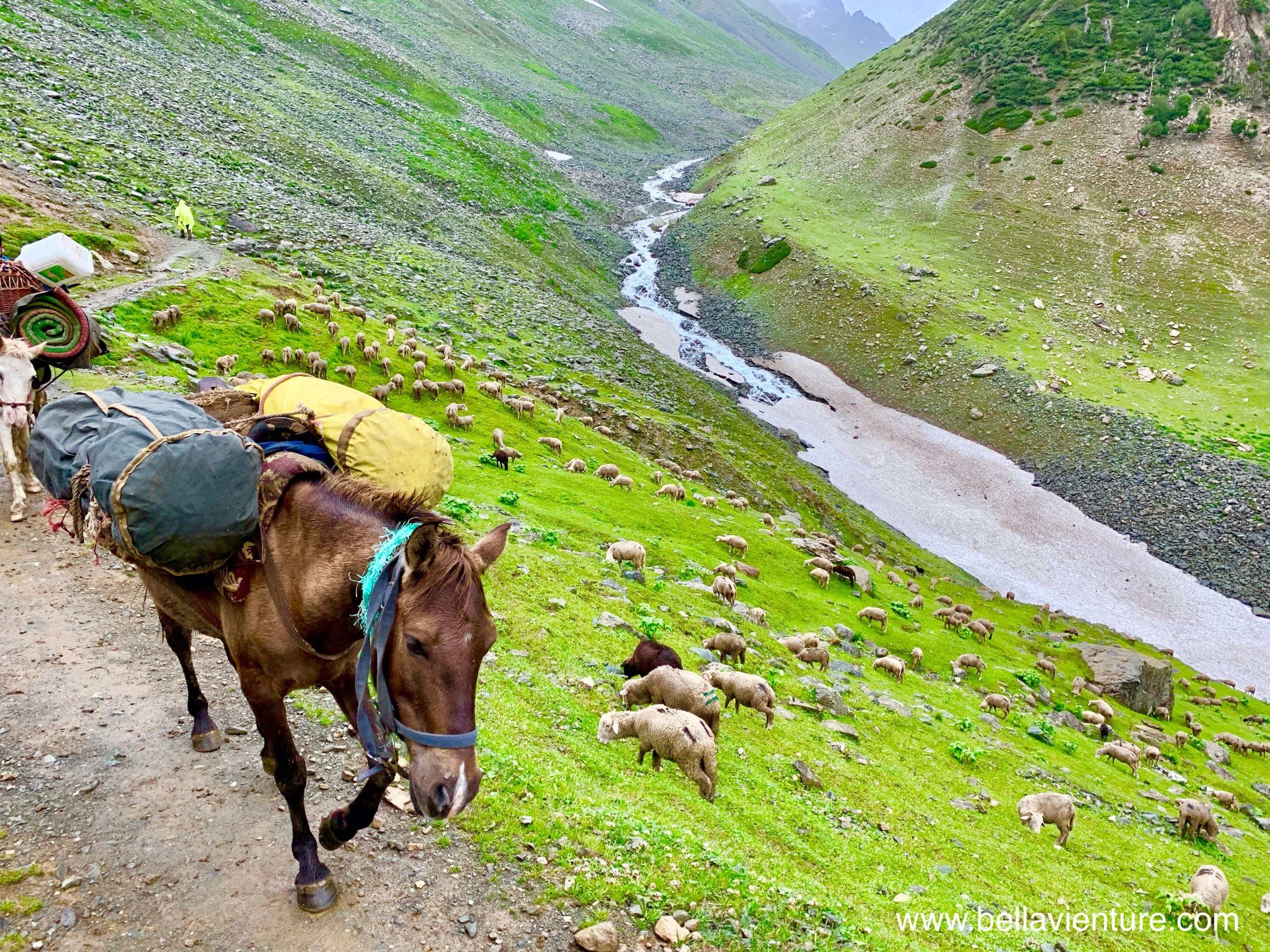 印度 India 喀什米爾 Kashmir 北北印 North India 八天七夜健行 馬兒 讓路 印度 India 喀什米爾 Kashmir 北北印 North India 八天七夜健行 馬兒 讓路