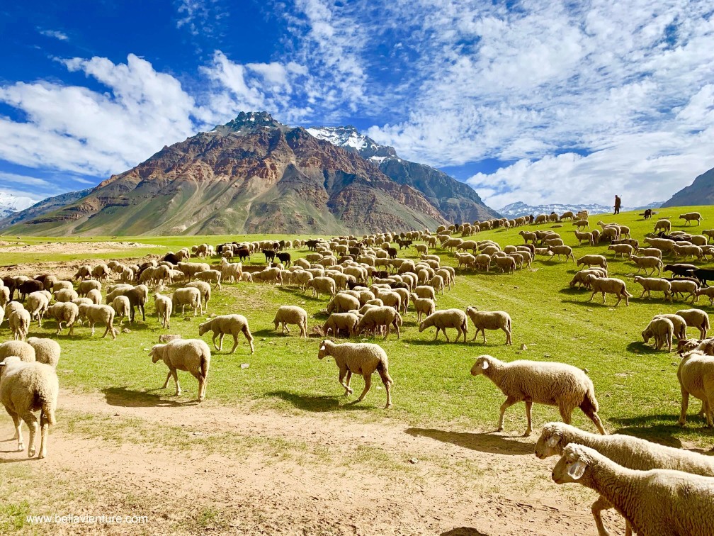 印度 India 北印度North india 喜馬拉雅 Himalayas 斯碧提山谷 Spiti valley 卡薩 Kaza 公路旅行 road trip 羊群 牧羊人 印度 India 北印度North india 喜馬拉雅 Himalayas 斯碧提山谷 Spiti valley 卡薩 Kaza 公路旅行 road trip 羊群 牧羊人