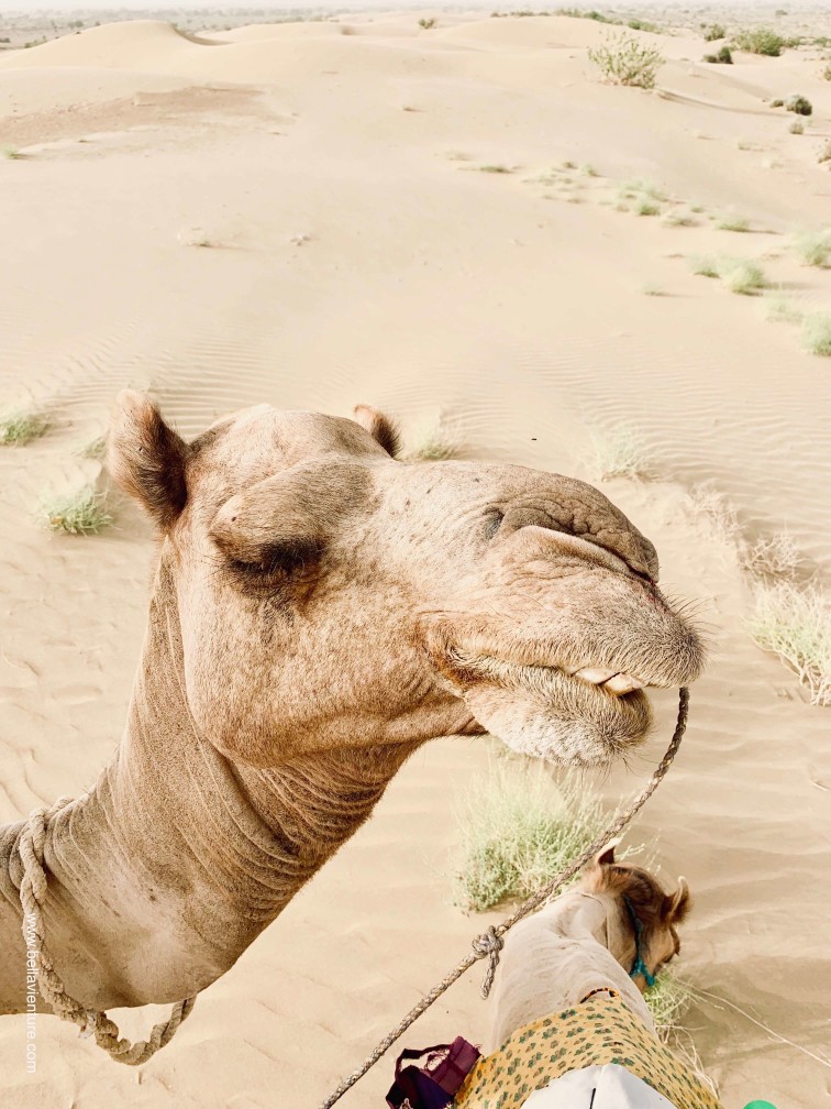 印度 india 賈莎梅爾 jaisalmer 東京宮殿 tokyo palace 沙漠駱駝行 camel safari 印度 india 賈莎梅爾 jaisalmer 東京宮殿 tokyo palace 沙漠駱駝行 camel safari