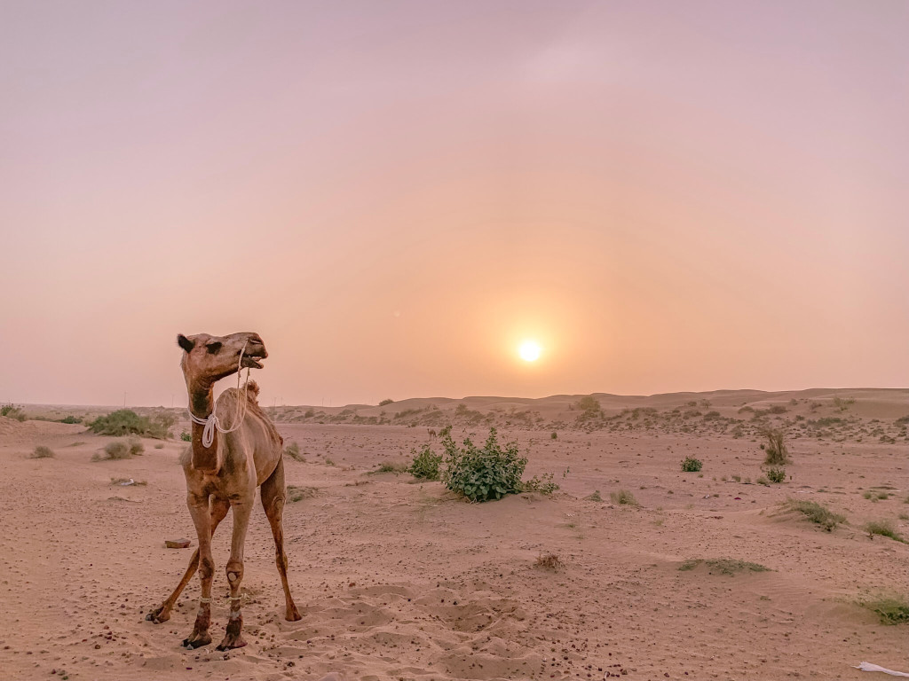 印度 india 賈莎梅爾 jaisalmer 沙漠 desert 駱駝 camel 日出 sunrise 印度 india 賈莎梅爾 jaisalmer 沙漠 desert 駱駝 camel 日出 sunrise