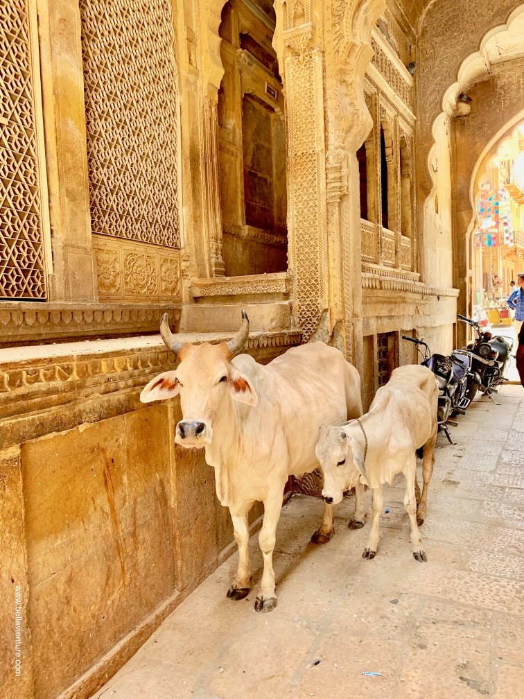 印度 india 賈莎梅爾Jaisalmer 金色城市golden city 哈瓦利 Haveli 印度 india 賈莎梅爾Jaisalmer 金色城市golden city 哈瓦利 Haveli