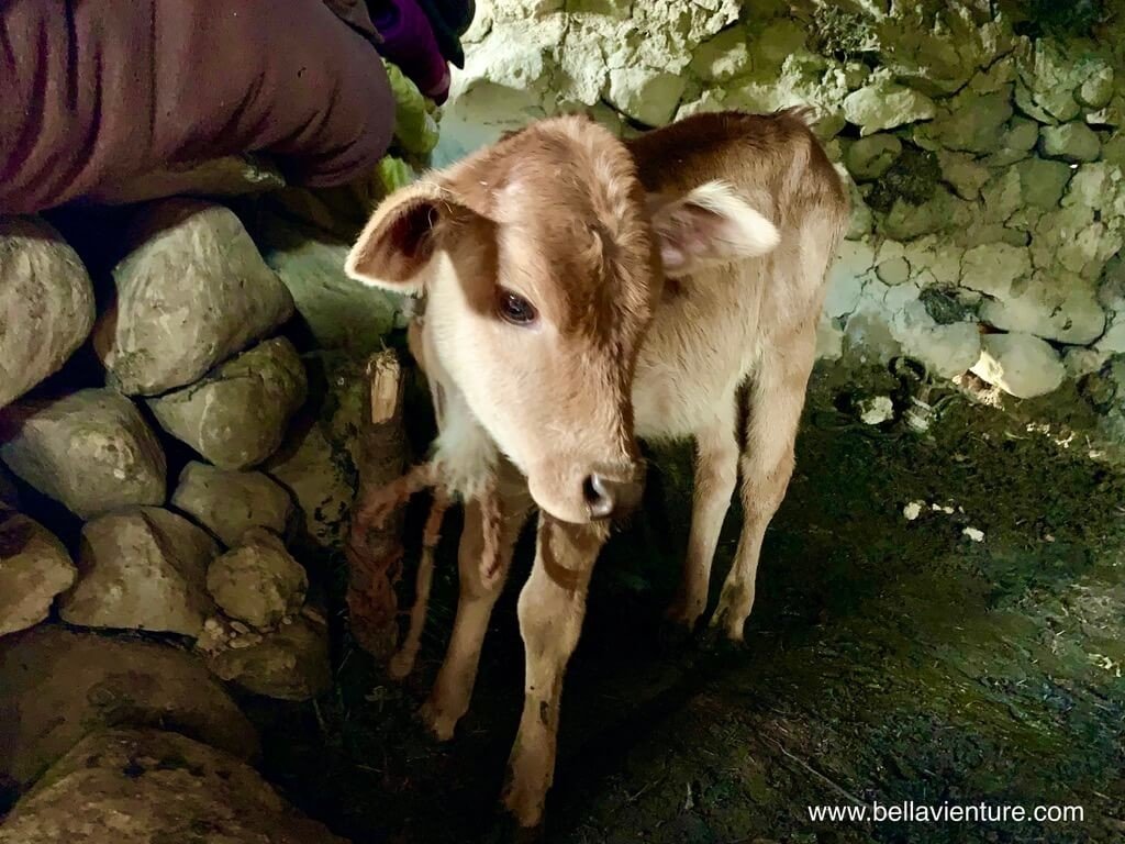 印度 india 喀什米爾 kashmir 大湖健行big lake treakking 怕生的小牛 印度 india 喀什米爾 kashmir 大湖健行big lake treakking 怕生的小牛