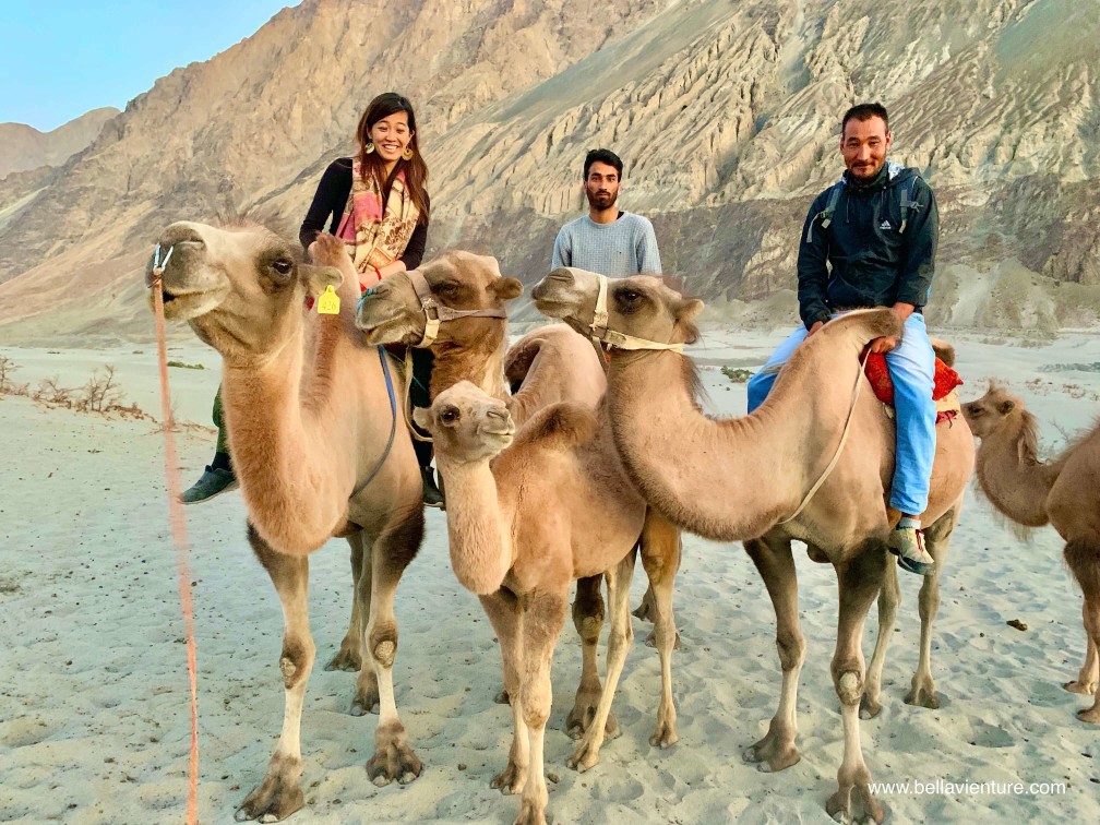 印度 India 北印度North india 喜馬拉雅 Himalayas 拉達克 Ladakh 列城 Leh 努布拉山谷 Nubra Valley Hundar沙丘 駱駝 camel 印度 India 北印度North india 喜馬拉雅 Himalayas 拉達克 Ladakh 列城 Leh 努布拉山谷 Nubra Valley Hundar沙丘 駱駝 camel