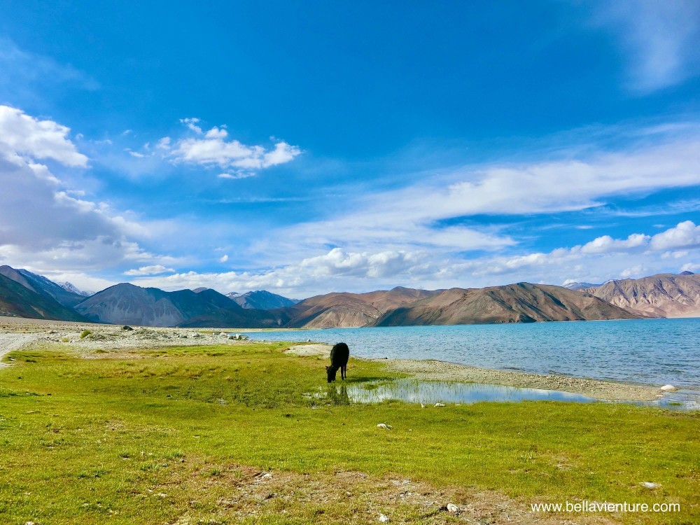 印度 India 北印度North india 喜馬拉雅 Himalayas 拉達克 Ladakh 列城 Leh 班公錯 Pangong Tso 印度 India 北印度North india 喜馬拉雅 Himalayas 拉達克 Ladakh 列城 Leh 班公錯 Pangong Tso