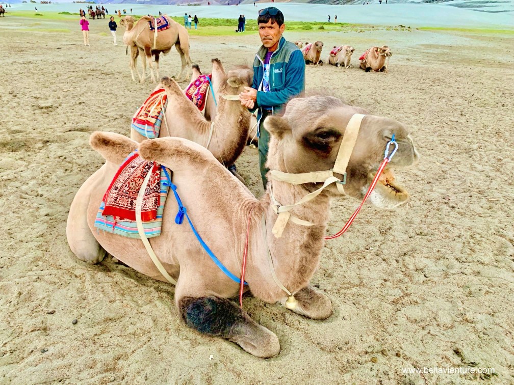 印度 India 北印度North india 喜馬拉雅 Himalayas 拉達克 Ladakh 列城 Leh 努布拉山谷 Nubra Valley Hundar沙丘 駱駝 camel 印度 India 北印度North india 喜馬拉雅 Himalayas 拉達克 Ladakh 列城 Leh 努布拉山谷 Nubra Valley Hundar沙丘 駱駝 camel