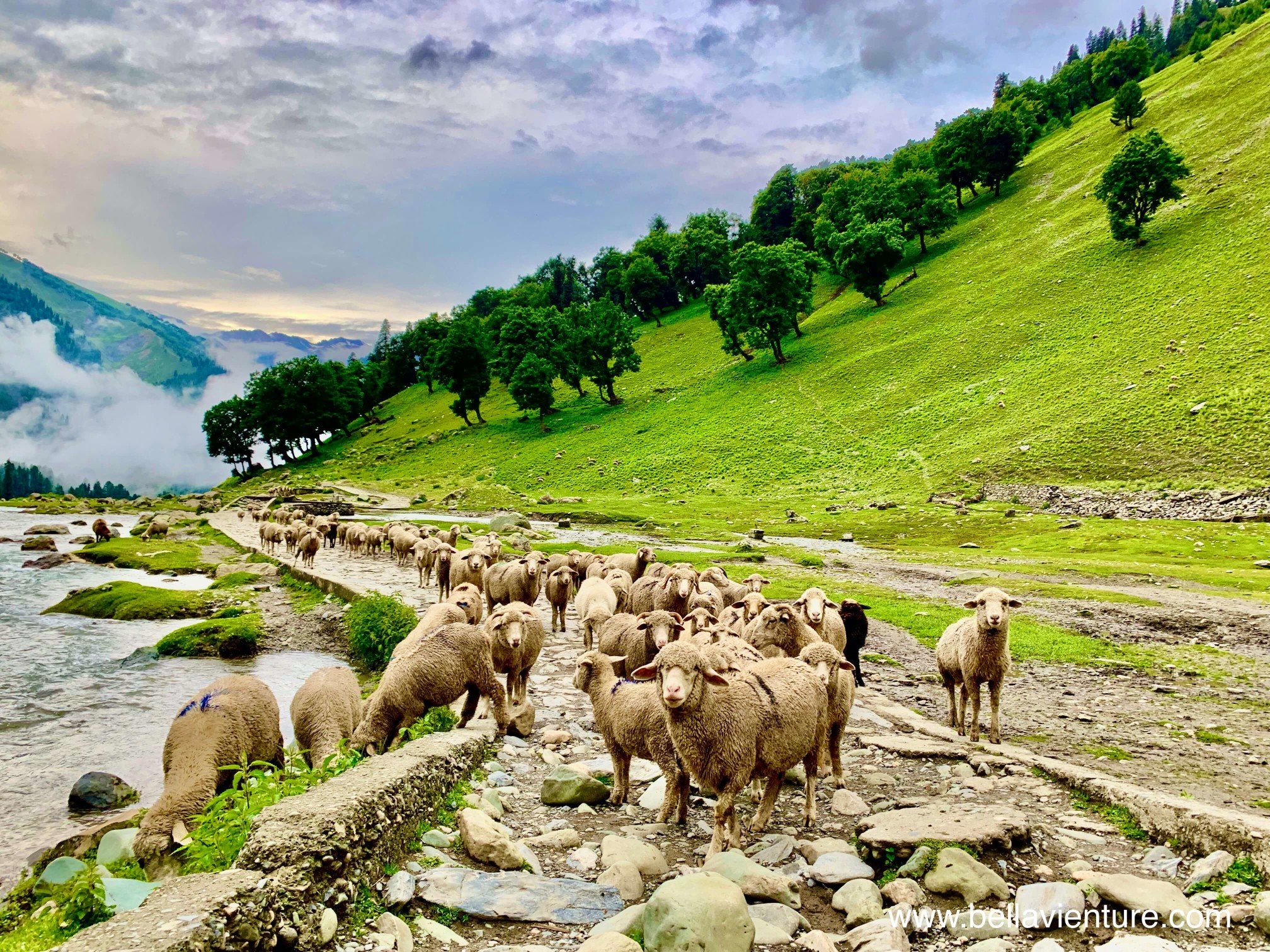 印度 India 北北印 North India 喀什米爾 Kashmir 七大湖健行 Kashmir Great Lakes Trek/ Budget trek Sonamarg 綿羊 印度 India 北北印 North India 喀什米爾 Kashmir 七大湖健行 Kashmir Great Lakes Trek/ Budget trek Sonamarg 綿羊