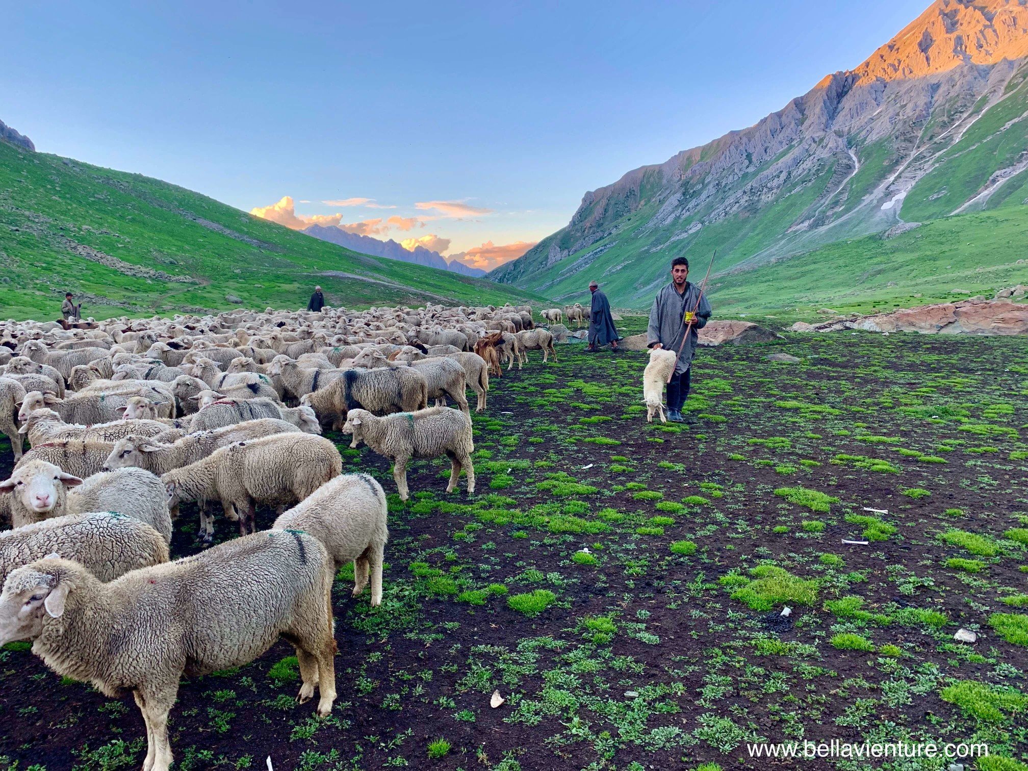 印度 India 北北印 North India 喀什米爾 Kashmir 八天七夜 健行 Nichnai Valley 牧羊人與小綿羊 傍晚的山谷 印度 India 北北印 North India 喀什米爾 Kashmir 八天七夜 健行 Nichnai Valley 牧羊人與小綿羊 傍晚的山谷