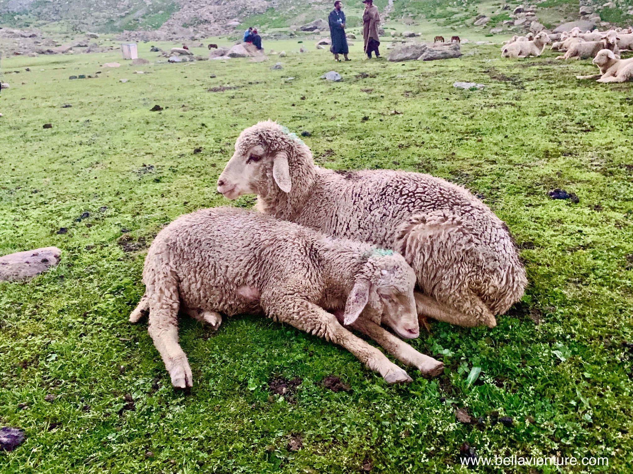 印度 India 北北印 North India 喀什米爾 Kashmir 八天七夜 健行 Nichnai Valley 兩隻小綿羊 印度 India 北北印 North India 喀什米爾 Kashmir 八天七夜 健行 Nichnai Valley 兩隻小綿羊