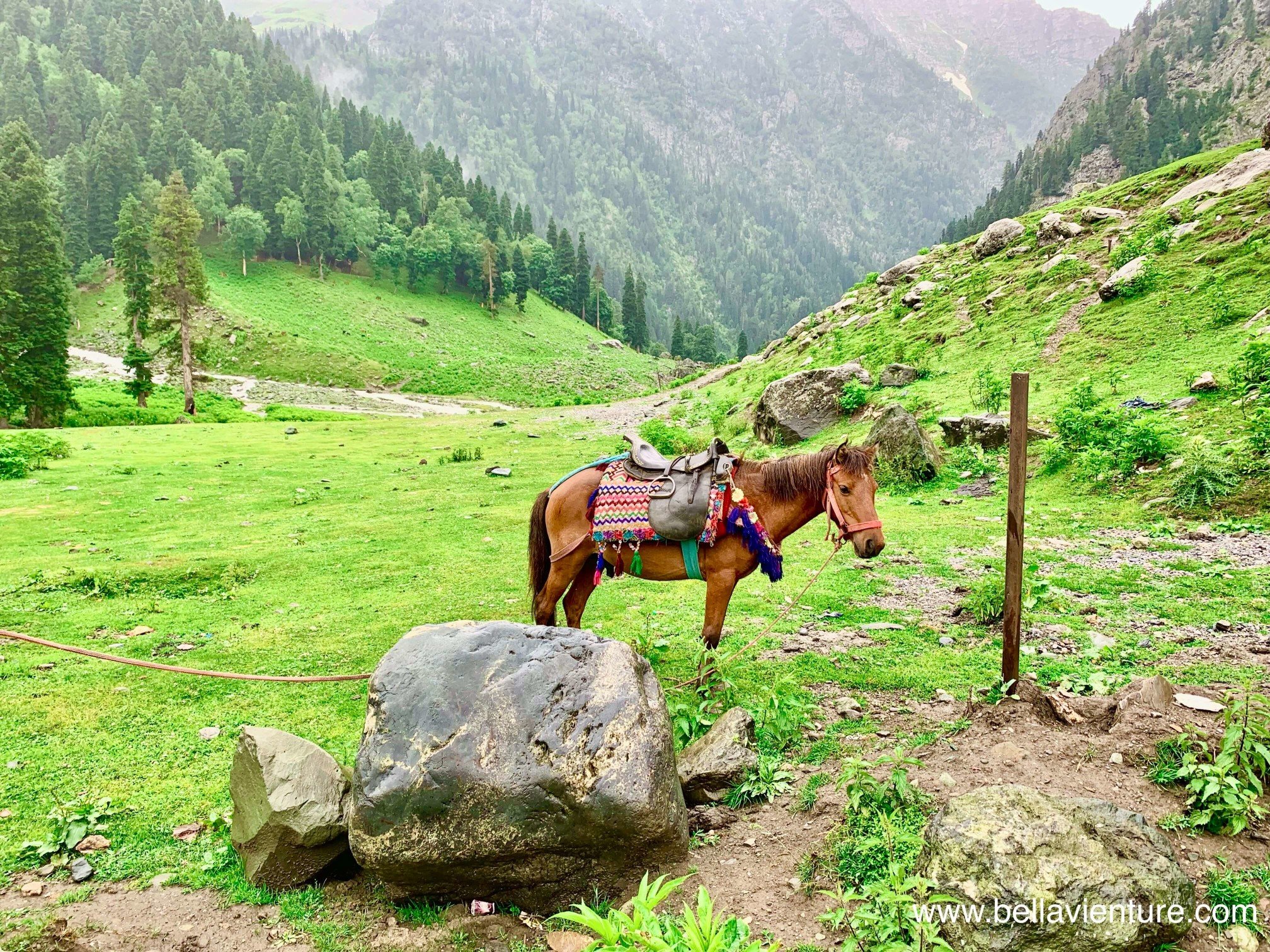 印度 India 北北印 North India 喀什米爾 Kashmir 七大湖健行 Kashmir Great Lakes Trek/ Budget trek Sonamarg 馬 印度 India 北北印 North India 喀什米爾 Kashmir 七大湖健行 Kashmir Great Lakes Trek/ Budget trek Sonamarg 馬