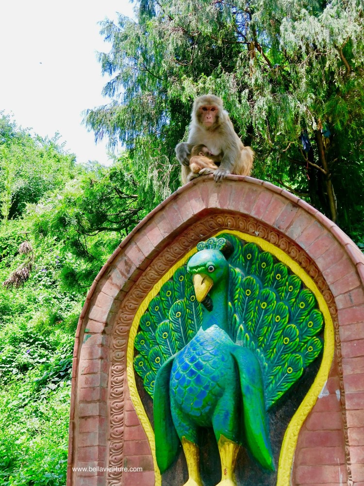 斯瓦揚布納特佛寺Swayambhunath猴廟 monkey temple 猴群 斯瓦揚布納特佛寺Swayambhunath猴廟 monkey temple 猴群