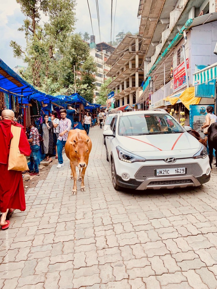 印度india 達蘭薩拉 dharamshala street view 印度india 達蘭薩拉 dharamshala street view