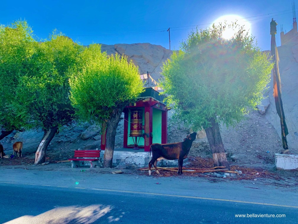 印度 India 北印度North india 喜馬拉雅 Himalayas 拉達克 Ladakh 列城 Leh 東部 上拉達克 Stod(Upper Ladakh) 卓蘭沙 Choglamsar 雪依寺 Shey Gompa 印度 India 北印度North india 喜馬拉雅 Himalayas 拉達克 Ladakh 列城 Leh 東部 上拉達克 Stod(Upper Ladakh) 卓蘭沙 Choglamsar 雪依寺 Shey Gompa