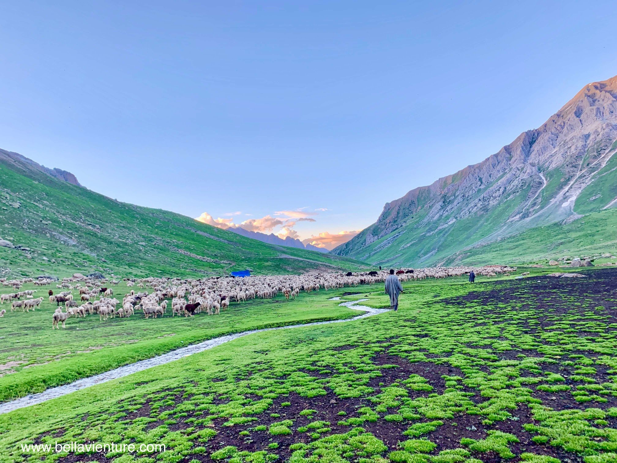 印度 India 北北印 North India 喀什米爾 Kashmir 八天七夜 健行 Nichnai Valley 傍晚的山谷與千隻羊群 印度 India 北北印 North India 喀什米爾 Kashmir 八天七夜 健行 Nichnai Valley 傍晚的山谷與千隻羊群