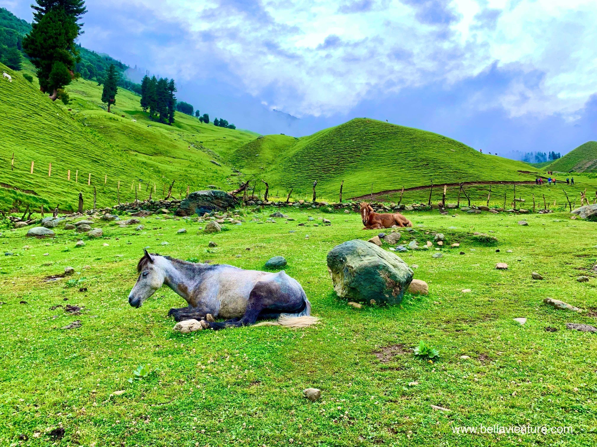 印度 India 喀什米爾 Kashmir 北北印 North India 八天七夜健行 大自然 馬群 印度 India 喀什米爾 Kashmir 北北印 North India 八天七夜健行 大自然 馬群