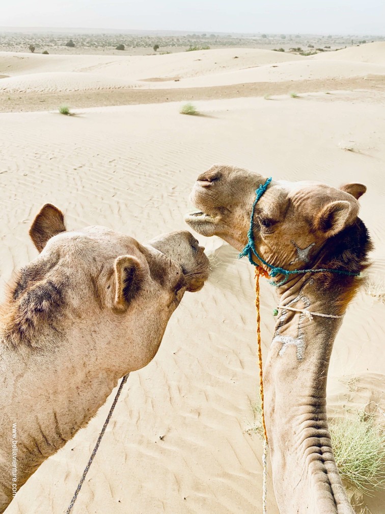 印度 india 賈莎梅爾 jaisalmer 東京宮殿 tokyo palace 沙漠駱駝行 camel safari 印度 india 賈莎梅爾 jaisalmer 東京宮殿 tokyo palace 沙漠駱駝行 camel safari