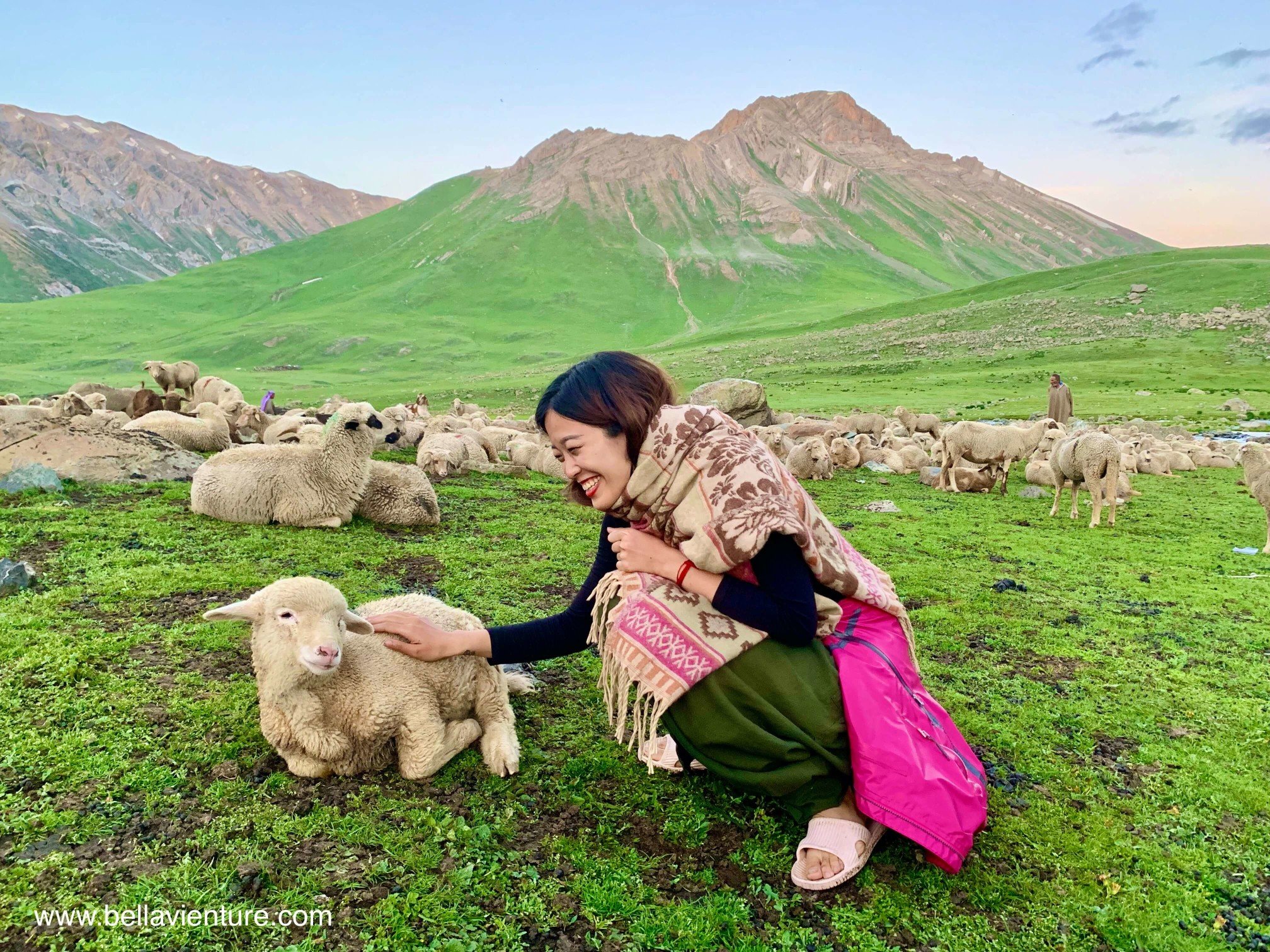 印度 India 北北印 North India 喀什米爾 Kashmir 八天七夜 健行 Nichnai Valley 溫馴的小綿羊 印度 India 北北印 North India 喀什米爾 Kashmir 八天七夜 健行 Nichnai Valley 溫馴的小綿羊