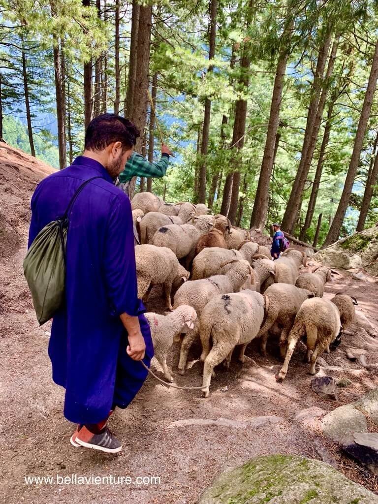 印度 India 喀什米爾 Kashmir 大湖健行 Great lake trekking 不想下山的羊群 印度 India 喀什米爾 Kashmir 大湖健行 Great lake trekking 不想下山的羊群