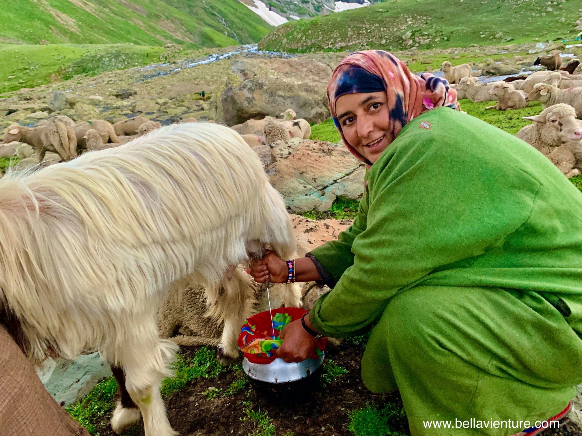 印度 India 北北印 North India 喀什米爾 Kashmir 八天七夜 健行 Nichnai Valley 示範擠羊奶的牧羊女 印度 India 北北印 North India 喀什米爾 Kashmir 八天七夜 健行 Nichnai Valley 示範擠羊奶的牧羊女