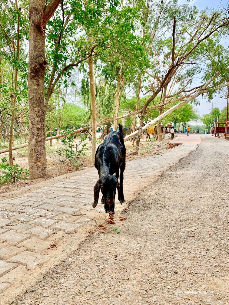 印度 india 阿格拉 Agra 月光花園 Mehtab Bagh 印度 india 阿格拉 Agra 月光花園 Mehtab Bagh