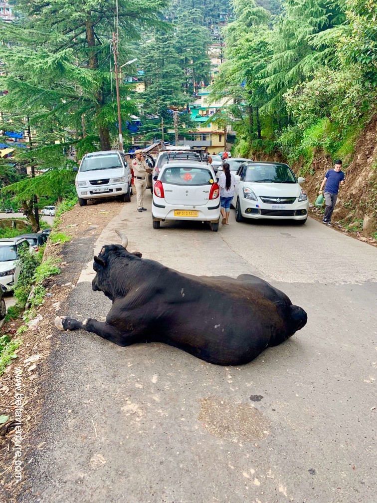 印度India 達蘭薩拉 Dharamshala 北印度 North India country side 印度India 達蘭薩拉 Dharamshala 北印度 North India country side