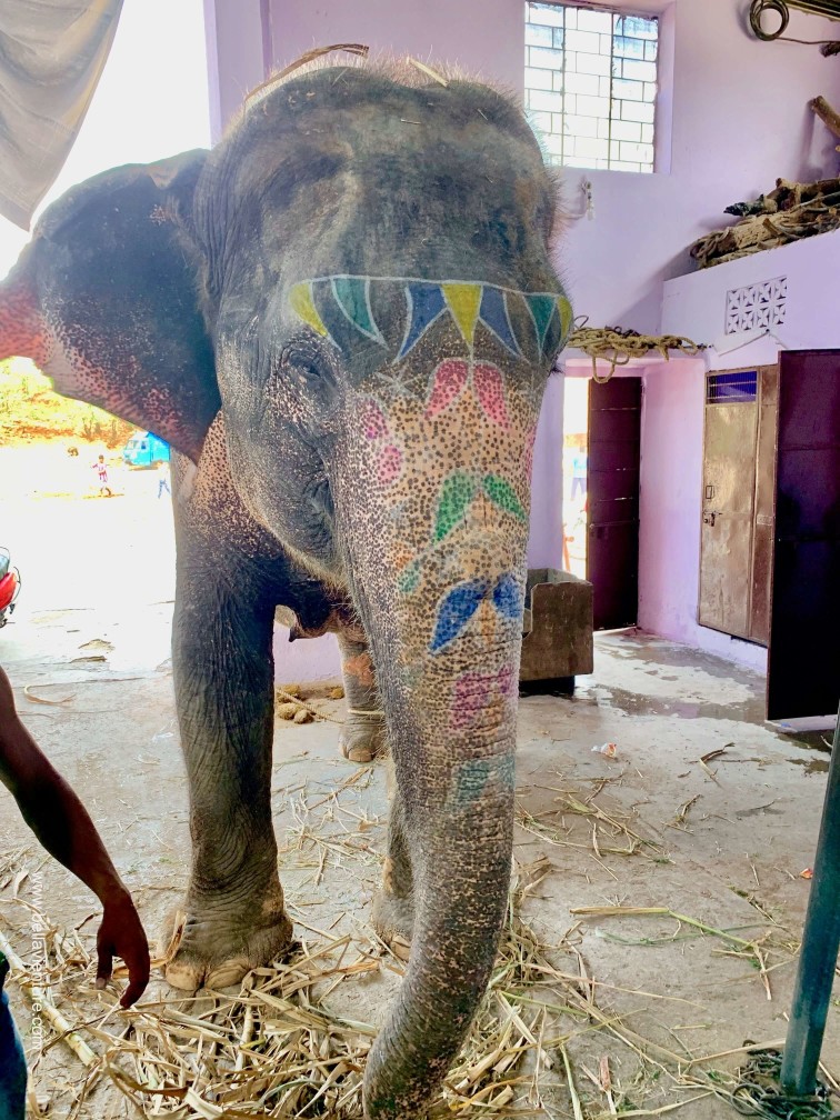 印度 india 齋浦爾 jaipur 大象之家 elephant house 印度 india 齋浦爾 jaipur 大象之家 elephant house