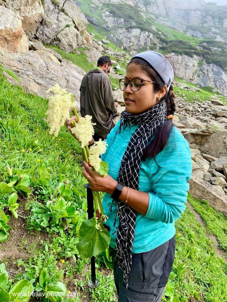 印度 India 北北印 North India 喀什米爾 Kashmir 大湖健行 trekking Kashmir Great Lakes Trek 野菜採集 印度 India 北北印 North India 喀什米爾 Kashmir 大湖健行 trekking Kashmir Great Lakes Trek 野菜採集