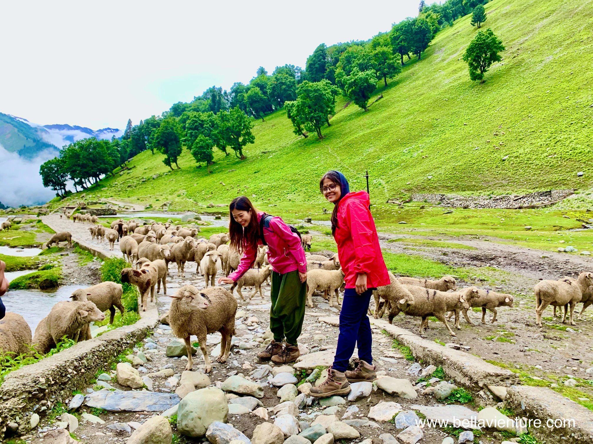 印度 India 北北印 North India 喀什米爾 Kashmir 七大湖健行 Kashmir Great Lakes Trek/ Budget trek Sonamarg 綿羊 印度 India 北北印 North India 喀什米爾 Kashmir 七大湖健行 Kashmir Great Lakes Trek/ Budget trek Sonamarg 綿羊