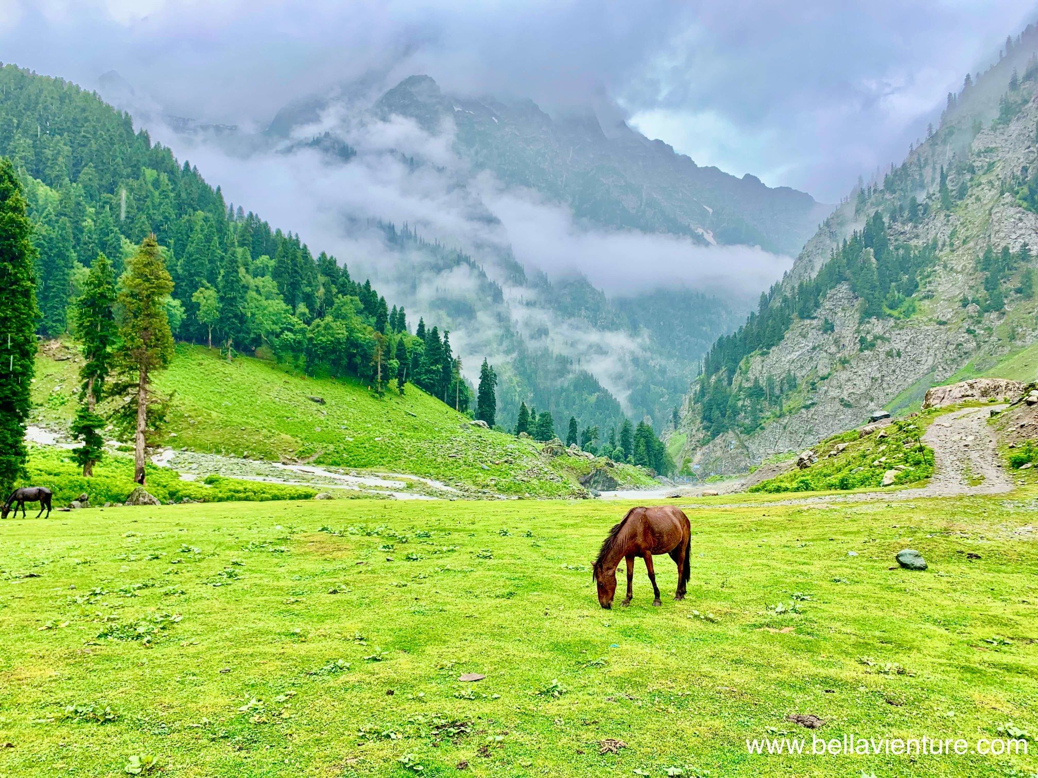 印度 India 北北印 North India 喀什米爾 Kashmir 七大湖健行 Kashmir Great Lakes Trek/ Budget trek Sonamarg 馬 印度 India 北北印 North India 喀什米爾 Kashmir 七大湖健行 Kashmir Great Lakes Trek/ Budget trek Sonamarg 馬