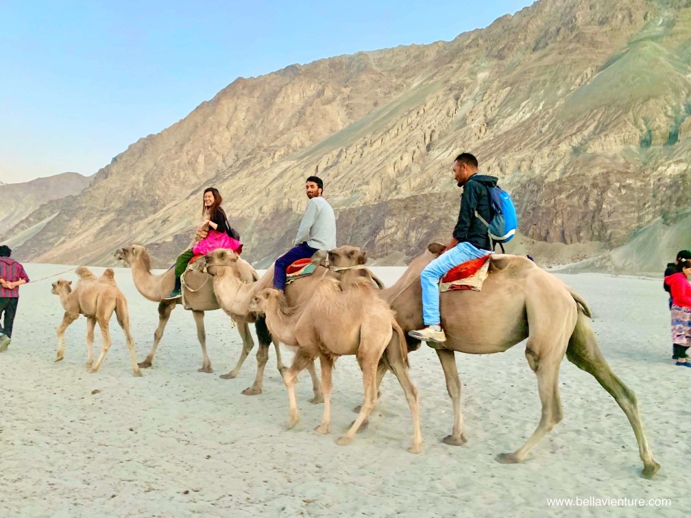 印度 India 北印度North india 喜馬拉雅 Himalayas 拉達克 Ladakh 列城 Leh 努布拉山谷 Nubra Valley Hundar沙丘 駱駝 camel 印度 India 北印度North india 喜馬拉雅 Himalayas 拉達克 Ladakh 列城 Leh 努布拉山谷 Nubra Valley Hundar沙丘 駱駝 camel