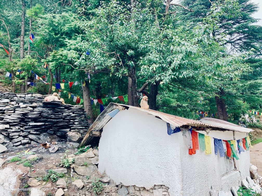 印度india 達蘭薩拉 dharamshala exploing探險 印度india 達蘭薩拉 dharamshala exploing探險