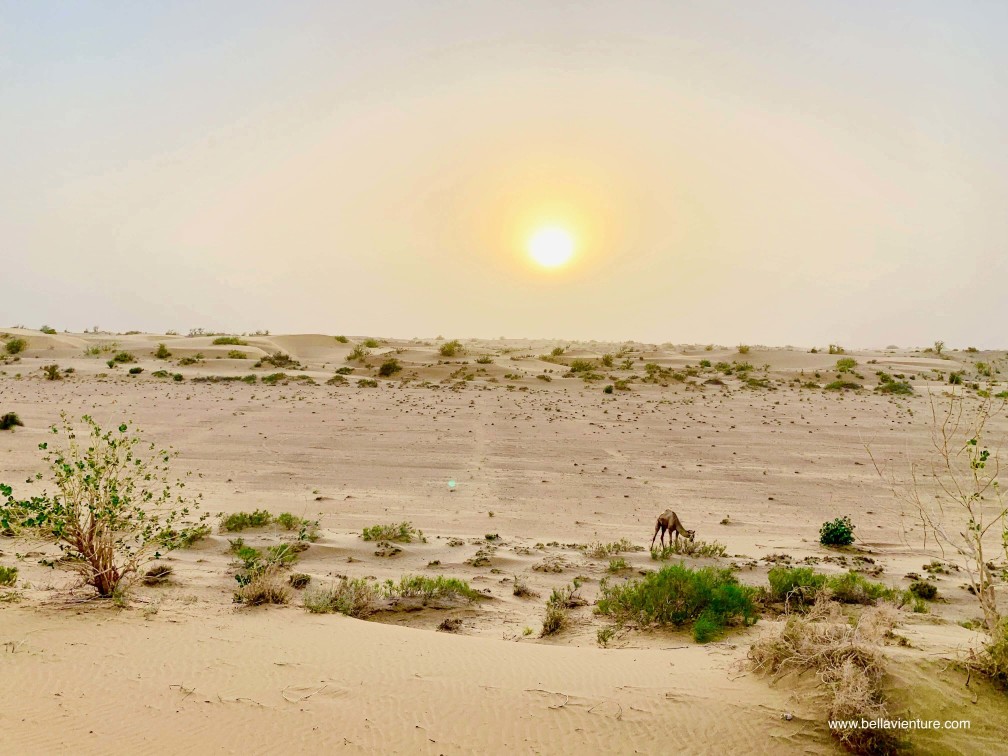 印度 india 賈莎梅爾 jaisalmer 東京宮殿 tokyo palace 沙漠駱駝行 camel safari 印度 india 賈莎梅爾 jaisalmer 東京宮殿 tokyo palace 沙漠駱駝行 camel safari