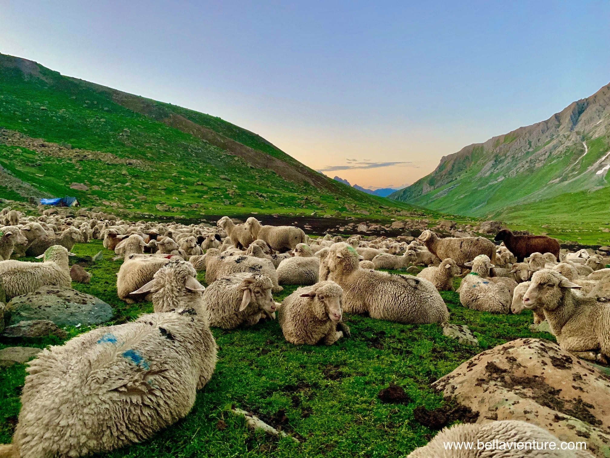 印度 India 北北印 North India 喀什米爾 Kashmir 八天七夜 健行 Nichnai Valley 傍晚被趕回來的千隻綿羊 印度 India 北北印 North India 喀什米爾 Kashmir 八天七夜 健行 Nichnai Valley 傍晚被趕回來的千隻綿羊