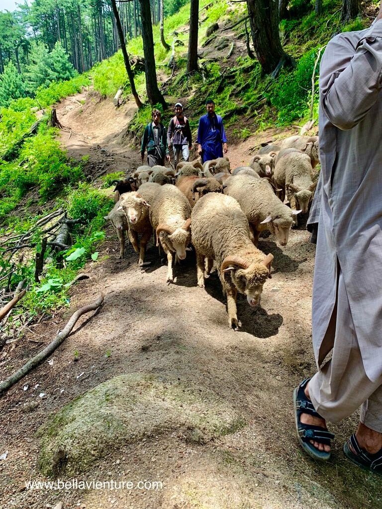 印度 India 喀什米爾 Kashmir 大湖健行 Great lake trekking 怕熱的羊群與牧羊人 印度 India 喀什米爾 Kashmir 大湖健行 Great lake trekking 怕熱的羊群與牧羊人