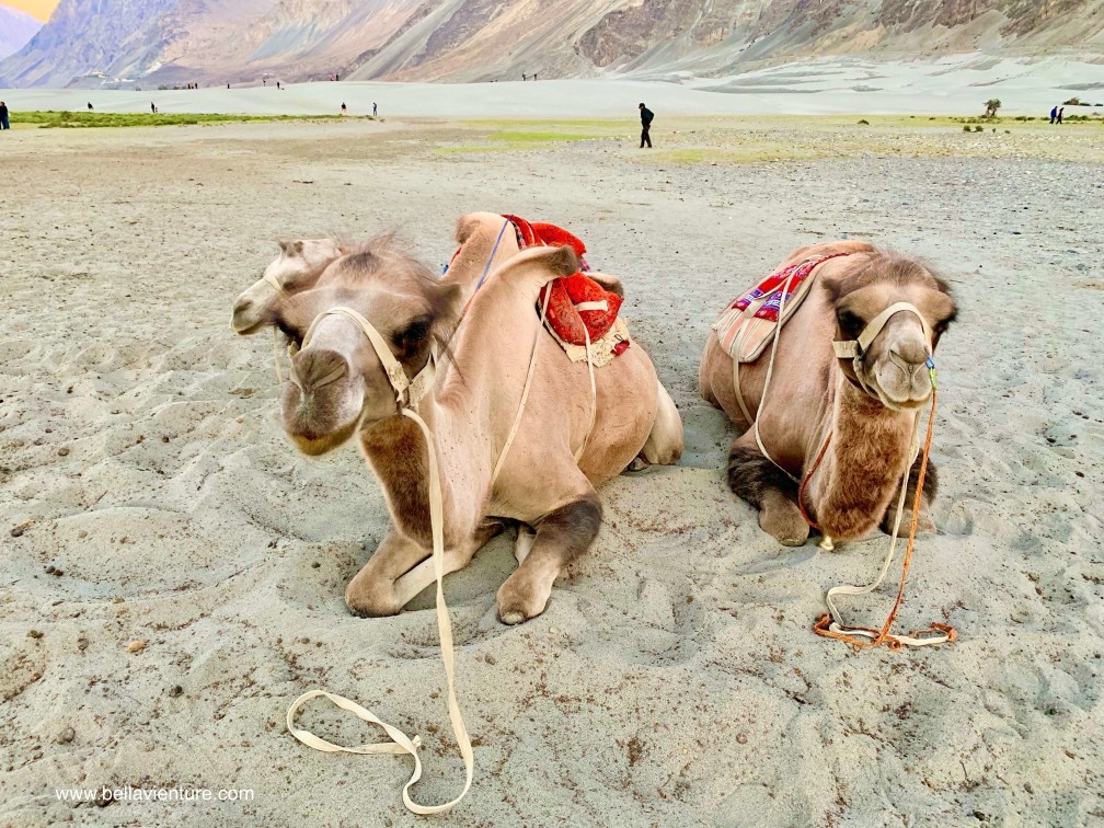 印度 India 北印度North india 喜馬拉雅 Himalayas 拉達克 Ladakh 列城 Leh 努布拉山谷 Nubra Valley Hundar沙丘 駱駝 camel 印度 India 北印度North india 喜馬拉雅 Himalayas 拉達克 Ladakh 列城 Leh 努布拉山谷 Nubra Valley Hundar沙丘 駱駝 camel