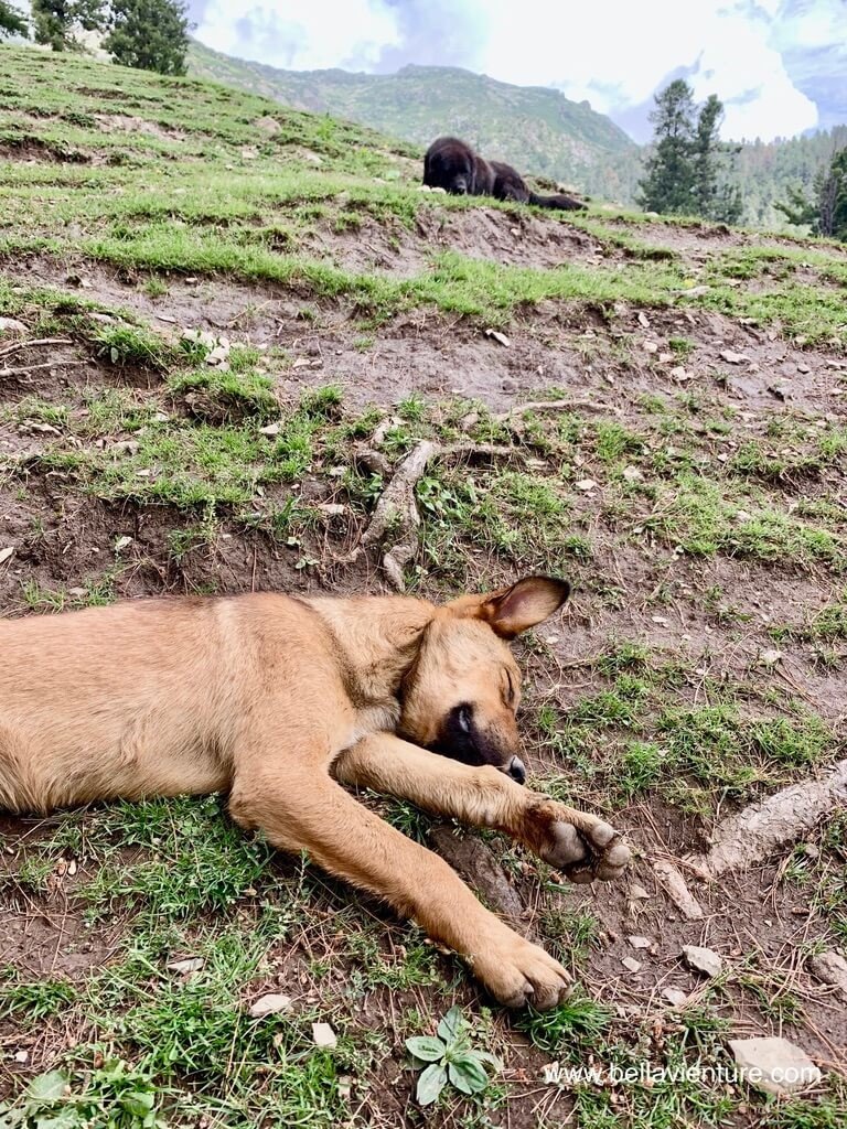 印度 India 喀什米爾 Kashmir 大湖健行 Great lake trekking 累癱的小狗 印度 India 喀什米爾 Kashmir 大湖健行 Great lake trekking 累癱的小狗